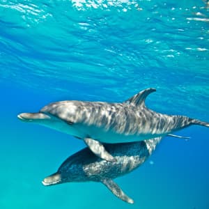 Two dolphins swimming next to each other in turquoise waters.